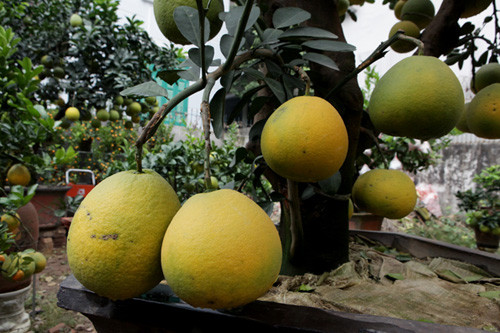 Buoi canh phat thu gia hang chuc trieu bung lua don Tet-Hinh-5