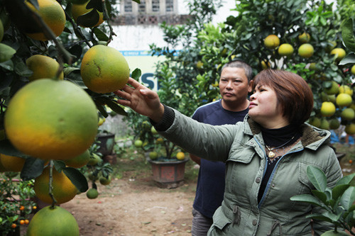 Buoi canh phat thu gia hang chuc trieu bung lua don Tet-Hinh-4