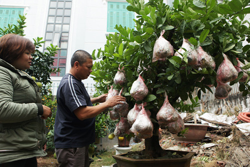 Buoi canh phat thu gia hang chuc trieu bung lua don Tet-Hinh-7