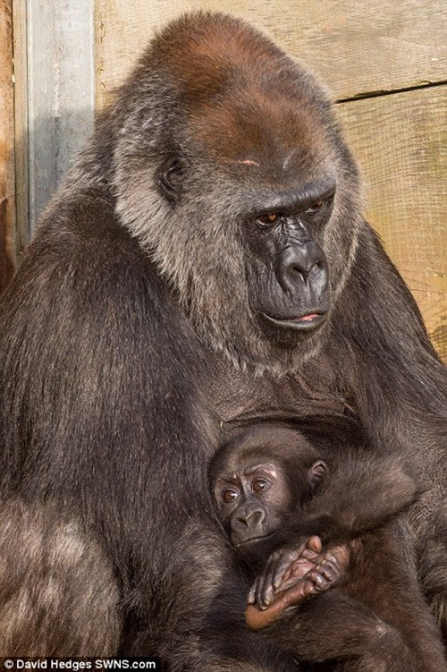 Tuy nhiên qua thời gian, Afia đã hoàn toàn hòa nhập vào cuộc sống cùng với đồng loại của mình, cùng với người mẹ nuôi giàu lòng trắc ẩn. (Nguồn Dailymail)