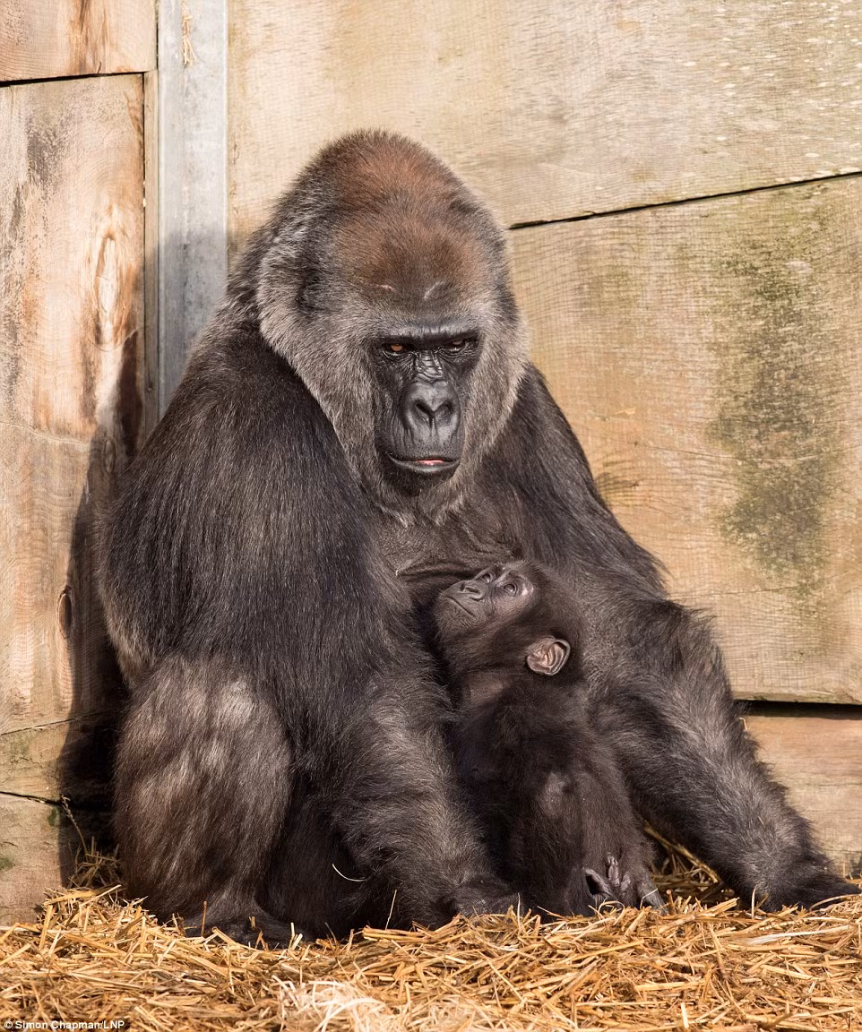 Sau khi sinh, Kera phải mất tới 8 tháng rưỡi điều trị liên tục để có thể khôi phục lại. Tuy nhiên do quá yếu, Kera không thể nuôi dưỡng, chăm sóc con gái bé bỏng Afia của mình. (Nguồn Dailymail)