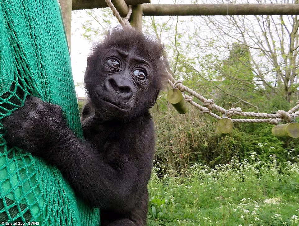 Trong thời gian đó, các nhân viên vườn thú hi vọng Romina và Afia sẽ hình ảnh mối liên kết thân mật không thể tách rời, giống như một cặp mẹ con thực sự. (Nguồn Dailymail)
