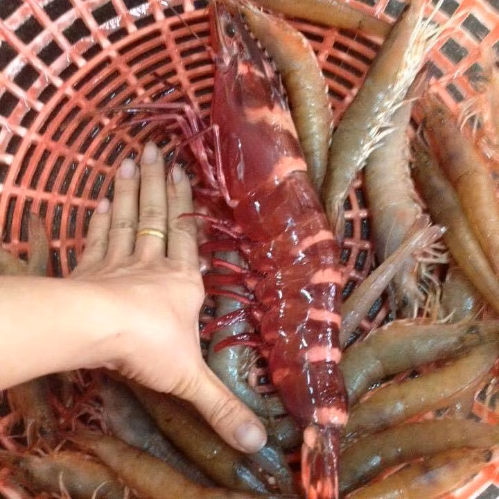 Tom su cu do au den tham Gioi sanh an rao riet lung mua-Hinh-2