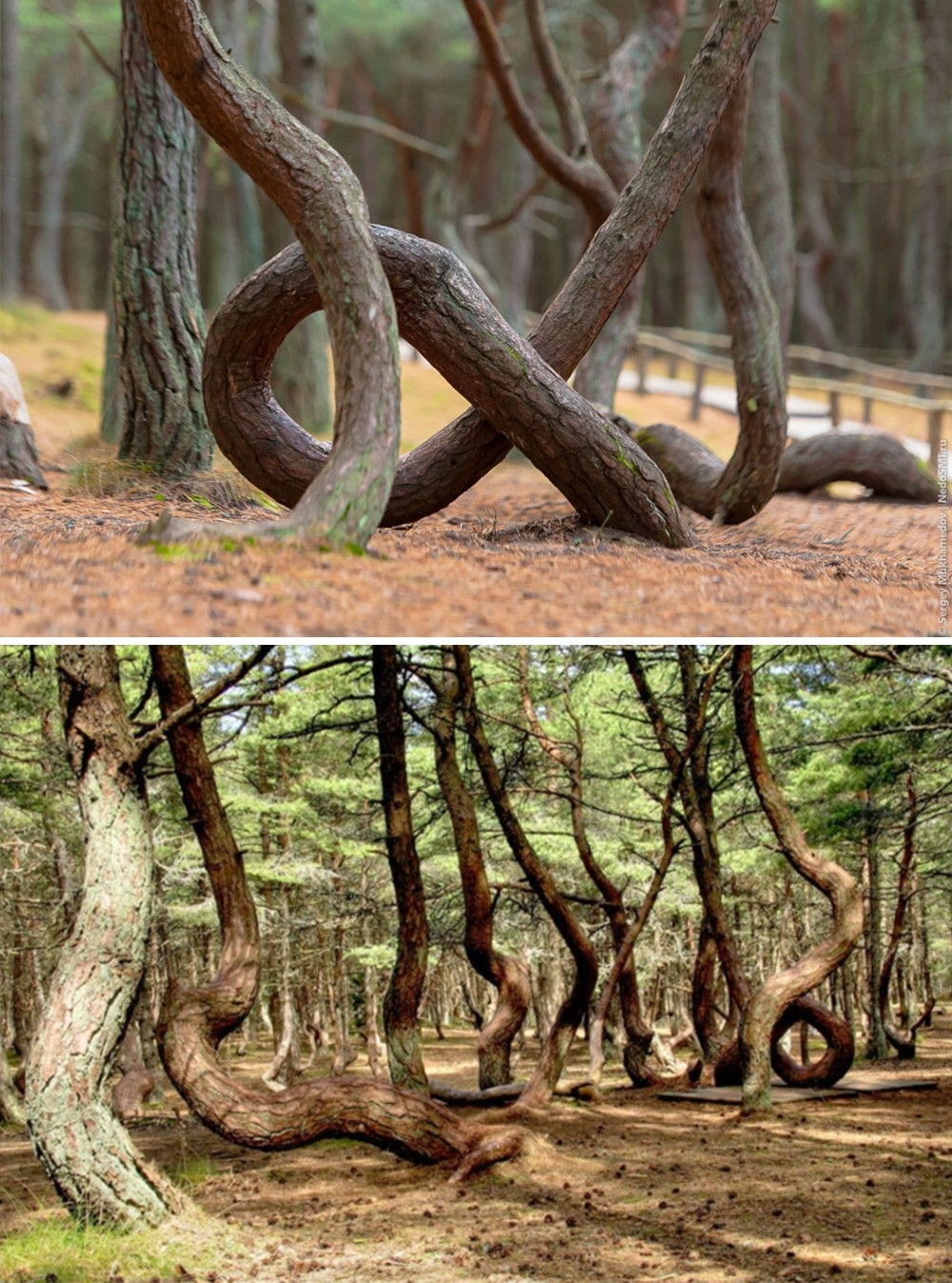 Có một khu rừng biết "nhảy múa" ở Nga, nơi mà các loài cây kỳ lạ cong bất thường. Các nhà khoa học vẫn chưa đi đến kết luận về hiện tượng này.Một số người nghĩ rằng do ký sinh trùng, trong khi những người khác đổ lỗi cho những cơn gió biển mạnh. Thậm chí nhiều người cho rằng nơi này là bị ma ám, nơi những phù thủy còn sống sót ngự trị.(Nguồn Bightside)