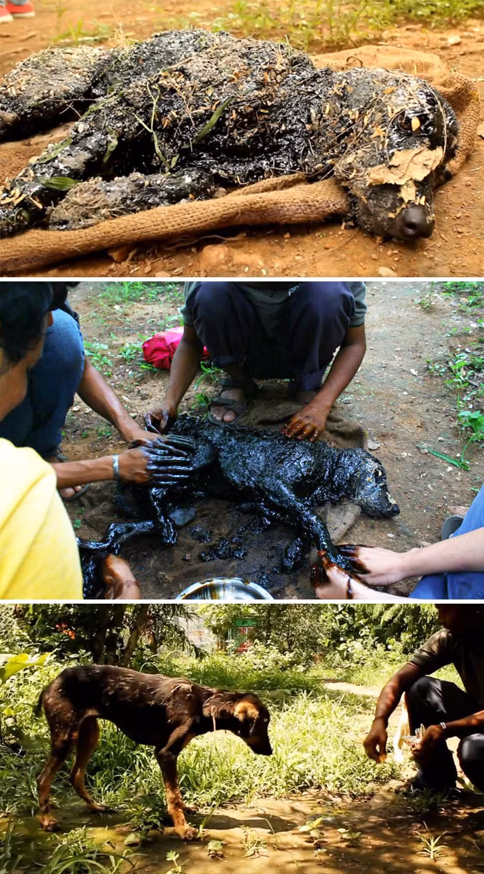 Chú chó này bị rơi vào trong nhựa đường nóng. Tưởng như không gì có thể cứu được nó nhưng phép màu đã xảy ra. Bằng nghị lực và khát vọng sống mãnh liệt, sau khi được giải cứu, chú chó đã bình phục một cách ngoạn mục. (Nguồn Bored Panda)