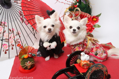 Ngược lại, những chú cún cưng sẽ được diện trang phục tao nhã, mạnh mẽ và thường là đơn sắc, không quá cầu kỳ. (Nguồn Rocketnews)