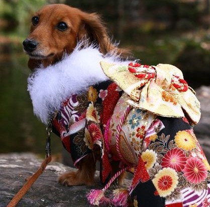 Được biết, những bộ kimono dành cho chó cưng không hề rẻ. Nếu như được làm thủ công, những bộ kimono này có giá trị khiến nhiều người phải giật mình. (Nguồn Rocketnews)