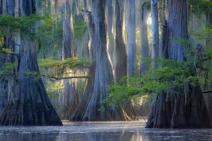 Những cây bách mọc ở hồ Caddo, bang Texas nước Mỹ là một trong những loài cây độc đáo nhất thế giới. Thuộc loài bách Bald Cypress, những cây này còn được gọi là bách hói, vẻ đẹp ma mị của chúng khiến khu rừng nổi ở hồ Caddo mệnh danh là khu rừng bí ẩn nhất thế giới. (Nguồn Brightside)