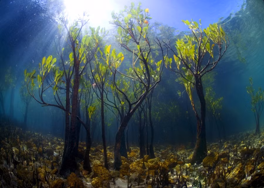 Cây thân gỗ không thể mọc dưới nước? Bạn đã nhầm. Có một loại cây có thể sinh trưởng tốt khi toàn thân nó bị ngâm trong nước, đó là những cây xoài còn non. Hình ảnh này khiến nhiều người nghĩ đến thủy cung, nơi mọi loài thực vật, động vật trên mặt đất có thể sinh sống dưới nước. (Nguồn Brightside)