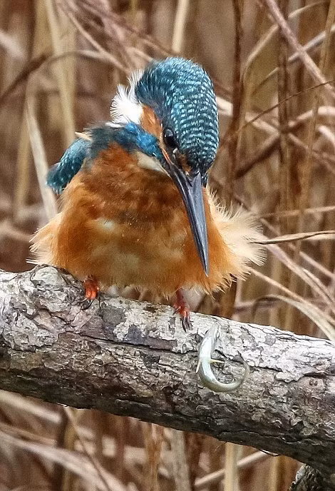 Tại khu bảo tồn thiên nhiên hoang dã ở Scotland, một nhiếp ảnh gia động vật hoang dã đã ghi lại được cảnh tượng kỳ thú khi chim bói cá khôn ranh có hành vi bất thường, nó ghim chặt những con cá vào chiếc gai nhọn mọc trên thân cây. (Nguồn Sina)