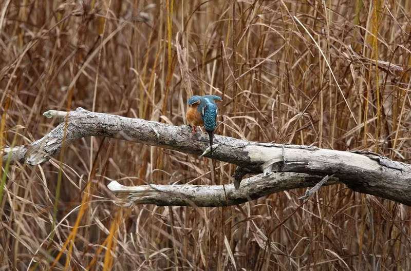 Họ hy vọng sẽ tiếp tục bắt gặp hành vi kỳ lạ này trong thời gian tới để có thể mở rộng nghiên cứu. (Nguồn Sina) 我叫孙敬媛，85后，既是歌手、演员，也是投资人。很多人不理解我，觉得一个女孩子，就应该嫁个好人家，但我觉得自己是一名“战士”，在生活和资本的市场上不断厮杀。摄影：五六 我叫孙敬媛，85后，既是歌手、演员，也是投资人。很多人不理解我，觉得一个女孩子，就应该嫁个好人家，但我觉得自己是一名“战士”，在生活和资本的市场上不断厮杀。摄影：五六 Vì nó là khó khăn để xác định Kingfisher gai treo trên thân cây của hành vi là có mục đích hay tình cờ, vì vậy các chuyên gia hy vọng Kingfisher đã từng xuất hiện hành vi kỳ lạ của con người để liên lạc với họ, để mở rộng hơn nữa.