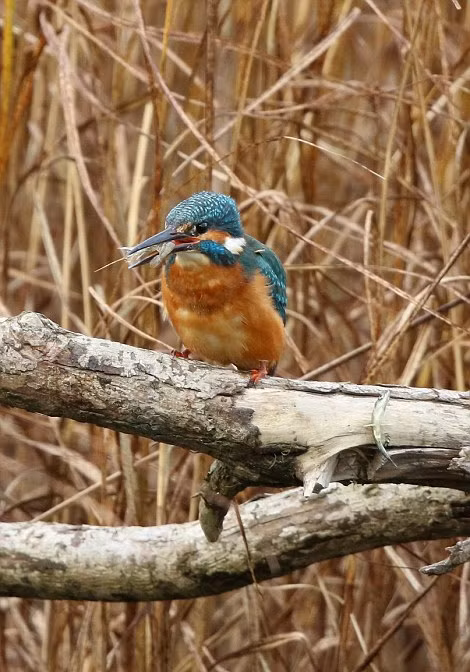 Thông thường, khi bắt được những con cá tươi ngon, chim bói cá thường quăng quật, khiến con cá bị mềm xương, giúp chúng dễ nuốt hơn. Tuy nhiên, hành động ghim chặt những con cá vào gai khiến nhiều người vô cùng ngạc nhiên. (Nguồn Sina)