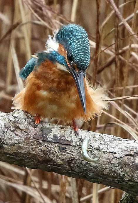 Tại khu bảo tồn thiên nhiên hoang dã ở Scotland, một nhiếp ảnh gia động vật hoang dã đã ghi lại được cảnh tượng kỳ thú khi chim bói cá khôn ranh có hành vi bất thường, nó ghim chặt những con cá vào chiếc gai nhọn mọc trên thân cây. (Nguồn Sina)