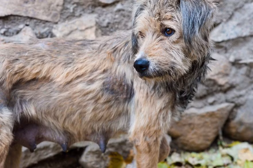 (Nguồn Bored Panda)