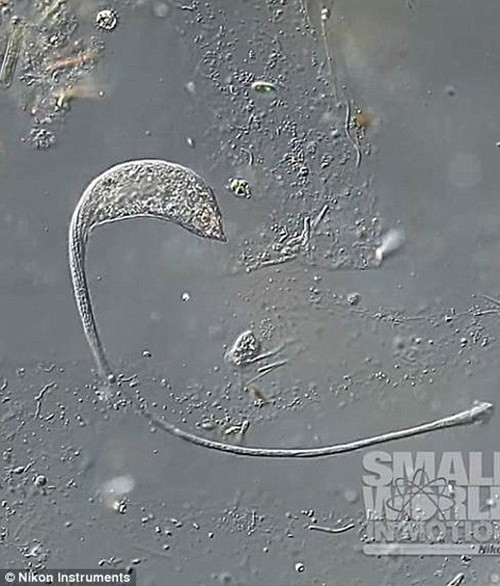 Lacrymaria olor có thể sinh sản hữu tính với mỗi cá thể giả định một trong hai loại giới tính tại các thời điểm khác nhau trong ngày.