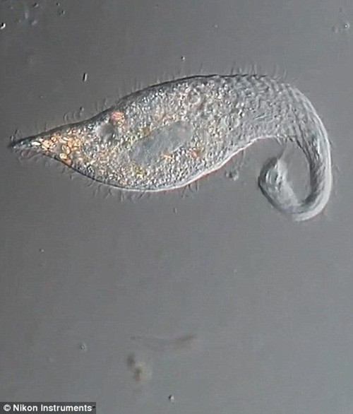 Vì lý do đó, Lacrymaria olor cũng là một trong những đối tượng nhiếp ảnh được yêu thích của nhiều nhiếp ảnh gia có đam mê với thế giới vi mô, gồm toàn các sinh vật cực nhỏ bé chỉ có thể nhìn thấy dưới kính hiển vi.