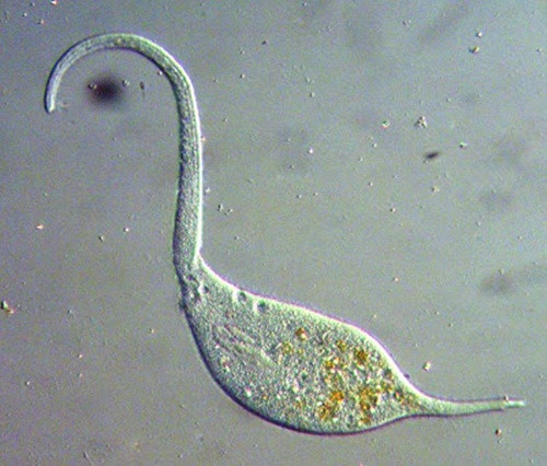 Cận cảnh một con Lacrymaria olor có ngoại hình tương tự thiên nga.