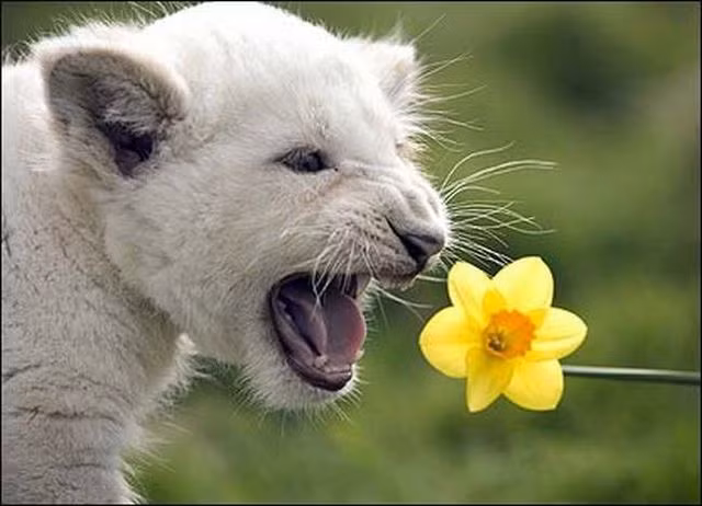 Sư tử trắng dùng hoa thủy tiên làm micro, thực sự muốn trở thành ngôi sao động vật trong lĩnh vực âm nhạc. (Nguồn Sina)