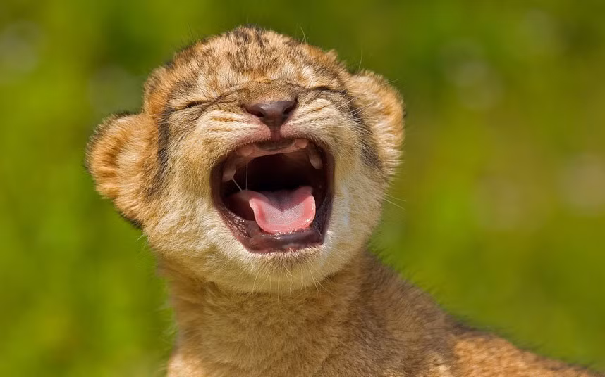 Trong thiên nhiên hoang dã, nhiều người cũng ghi lại được khoảnh khắc sư tử con cực dễ thương khi cố gắng gầm thét bắt chước cha mẹ mình. (Nguồn Sina)