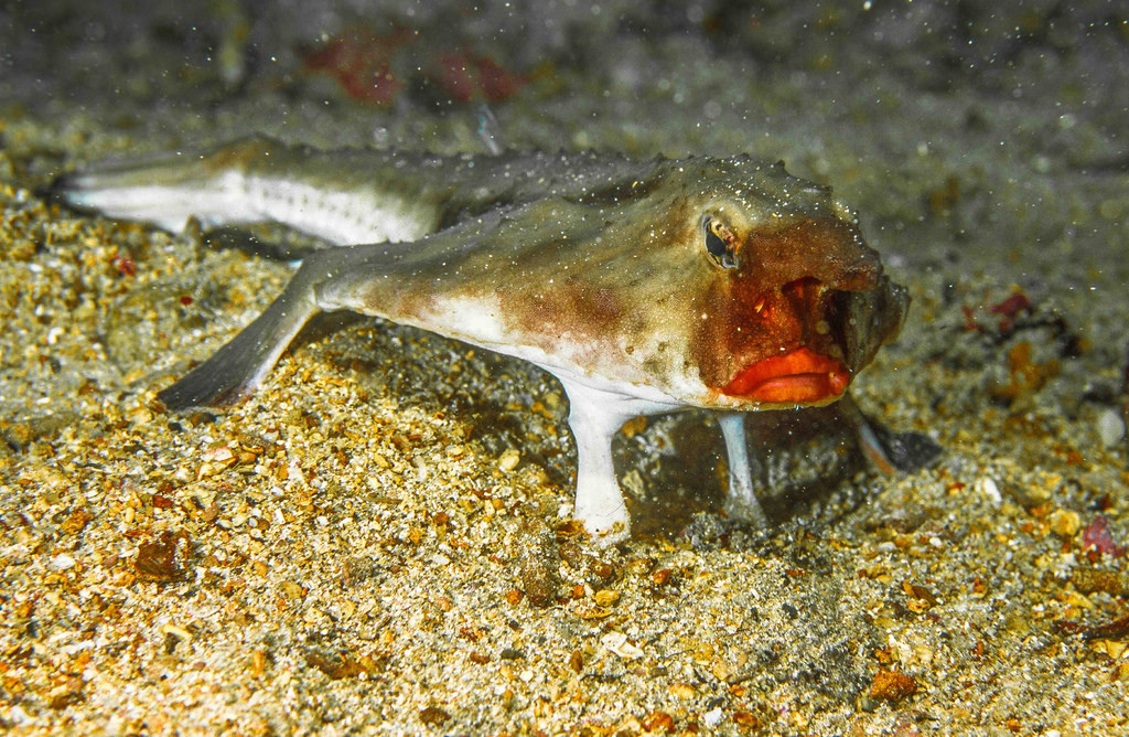 Chúng sinh sống ở các vùng biển nhiệt đới, trong đó nhiều nhất ở đảo Galapagos, Ecuador. (Nguồn Amusing Planet)