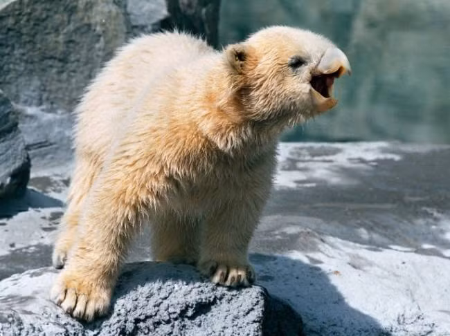 Gấu Bắc cực con cực đáng yêu với chiếc mỏ vẹt của mình.