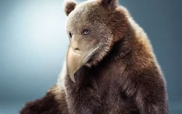 Gấu nâu làm duyên với chiếc mỏ khoằm của mình.