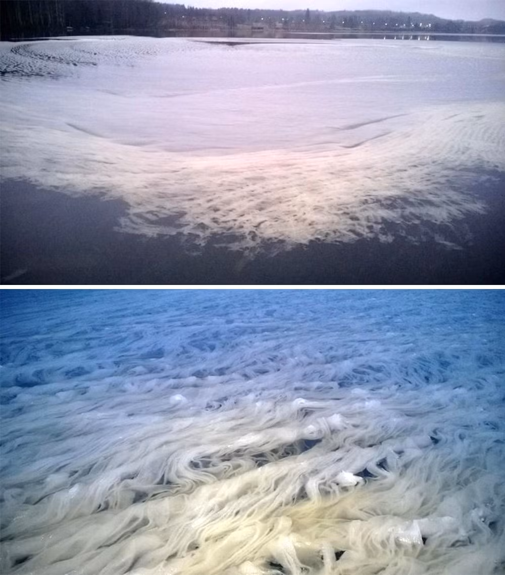 Tuyết "spaghetti" hay tuyết mỳ Ý là một trong những hiện tượng thiên nhiên độc đáo nhất thế giới. Hiện tượng này xảy ra ở Phần Lan, do một người đàn ông ở Hameenlinna phát hiện. Theo các chuyên gia, hiện tượng này được hình thành bởi chuyển động của gió và nước trước khi tuyết tan chảy. (Nguồn Bightside)