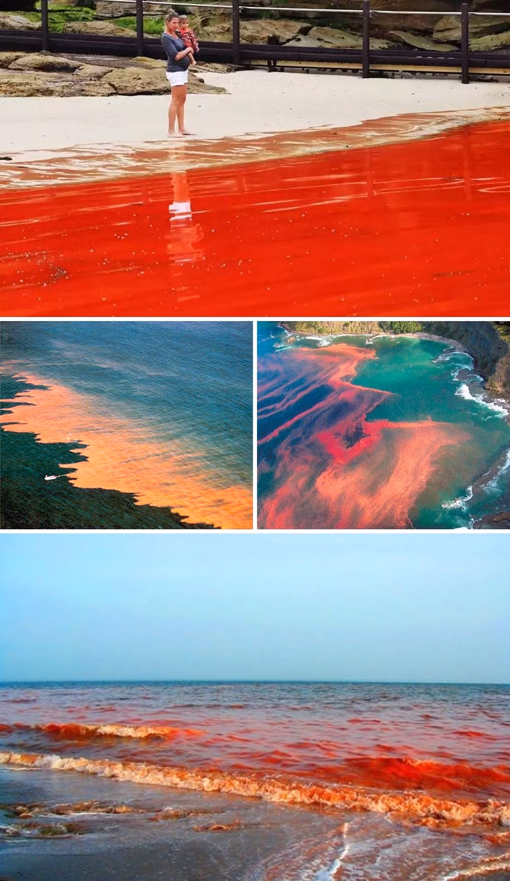 Thủy triều đỏ thực chất là hiện tượng đợt bùng phát tảo biển nở hoa, gây ra bởi một số loại tảo sống và nở hoa khiến nước biển có màu đỏ hoặc nâu. Thủy triều đỏ là hiện tượng nguy hiểm cho sinh vật biển vì hàm lượng oxy trong nước giảm, trong khi hydrogen sulfide và amoniac tăng. (Nguồn Bightside)