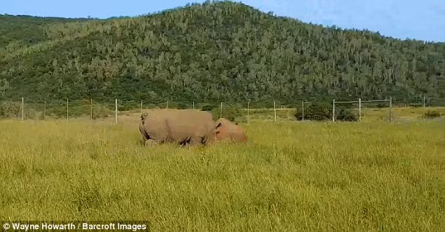 Nhờ kích thước khổng lồ, chỉ đứng sau loài voi của mình, tê giác trắng quý hiếm chiến thắng ngay trận đầu tiên. (Nguồn Dailymail)