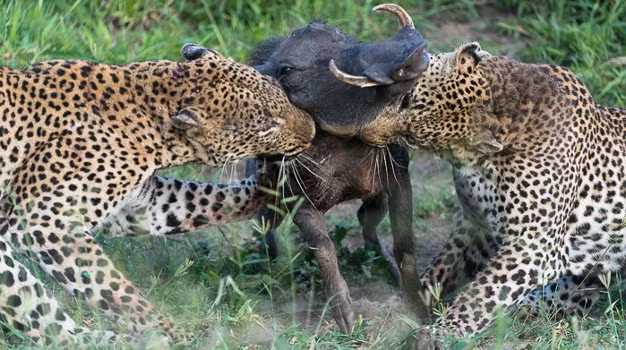 Lý do chủ yếu là bởi báo đốm thường đi săn đơn độc, hoàn toàn không có sự hỗ trợ của đồng đội. Khi hợp tác săn mồi, báo đốm thực sự là một trong những sát thủ động vật đáng sợ nhất hành tinh.