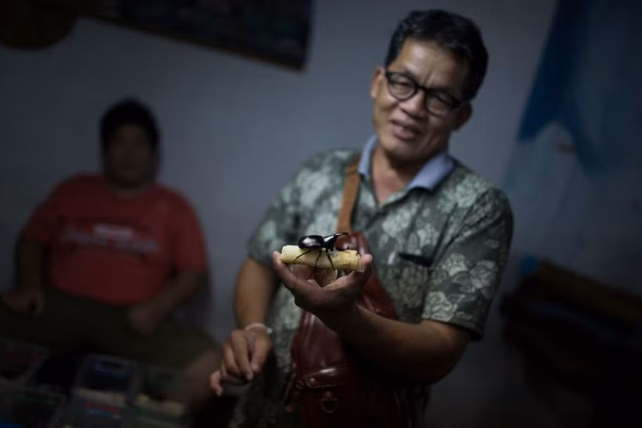 Ông Noam Jom, 55 tuổi, một huấn luyện viên bọ cánh cứng chuyên nghiệp cho biết, một con bọ cánh cứng khỏe mạnh, chiến đấu tốt thường có phần đầu màu đen, đốm đỏ khổng lồ dưới cánh, sừng lớn và mạnh mẽ. (Nguồn Sina)