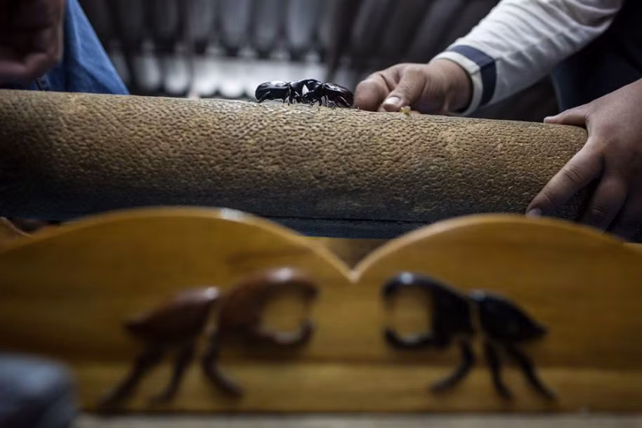 Loài bọ cánh cứng được lựa chọn thi đấu là bọ cánh cứng tê giác, còn gọi là bọ hung tê giác hoặc kiến vương hai sừng, tên khoa học Xylotrupes gideon, là một loài bọ cánh cứng trong họ Scarabaeidae, phân họ Dynastinae. (Nguồn Sina)