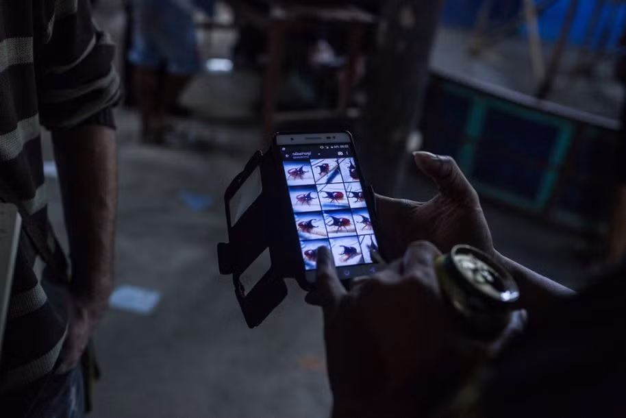 Trong ảnh là một người đàn ông đang khoe hình ảnh con bọ cánh cứng đấu sĩ của mình. (Nguồn Sina)