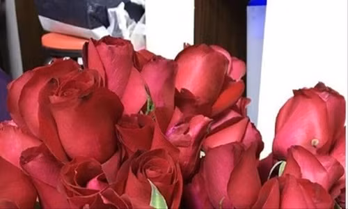 Co gai bien 99 doa hong cau hon thanh siro