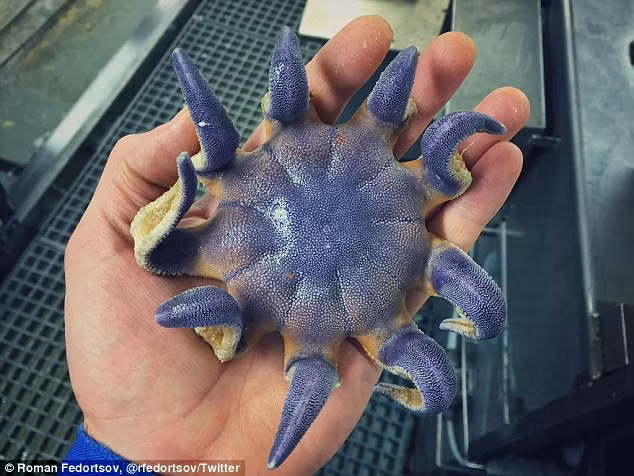 Danh tiếng của Roman cũng được biết đến nhiều hơn. (Nguồn Dailymail)