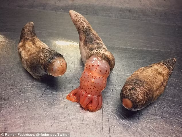 Mọi người đều háo hức chờ đợi chuyến ra khơi tiếp theo, Roman sẽ bắt được những loài sinh vật kỳ quặc nào. (Nguồn Dailymail)