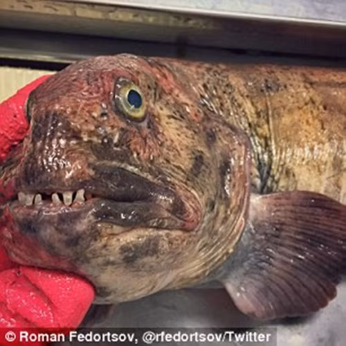 Những bức ảnh của Roman nhắc nhở chúng ta về một thế giới xa lạ,một thế giới tồn tại dưới chân chúng ta, đó là thế giới của hệ sinh thái bí ẩn dưới lòng đại dương sâu thẳm, nơi các sinh vật kỳ quái chỉ tồn tại trong cơn ác mộng của bạn ẩn nấp sâu bên dưới mặt nước. (Nguồn Dailymail)