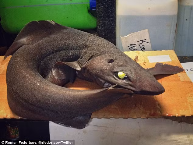 Đến nay, số lượng những con thủy quái ngày một tăng. (Nguồn Dailymail)