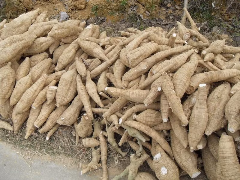 Bên cạnh củ sắn khổng lồ, Hoa Tài còn đào được rất nhiều củ sắn lớn khác quanh đó. (Nguồn Sina)