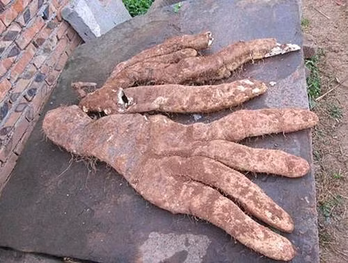 Cách đó không lâu, một người đàn ông ở tỉnh Tứ Xuyên, Trung Quốc cũng đã đào được một củ khoai khổng lồ có hình dáng như một bàn chân người. Củ khoai này dài 70cm, nặng hơn 13kg. (Nguồn Sina)
