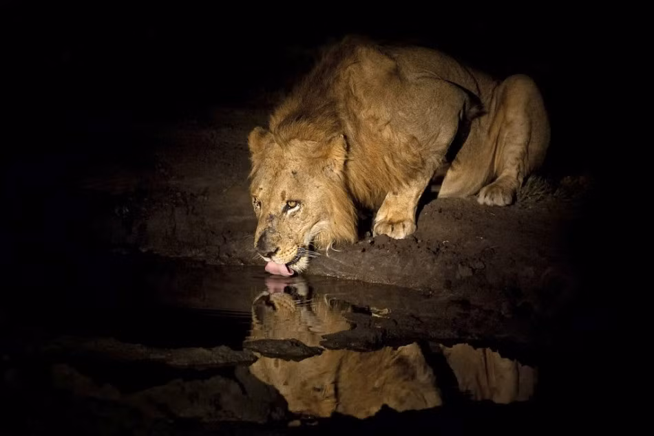 Được biết, Brendon đã tới rất nhiều nơi ở Namibia và Botswana, thuộc Nam Phi để ghi lại được những hình ảnh chân thực nhất. (Nguồn Sina)