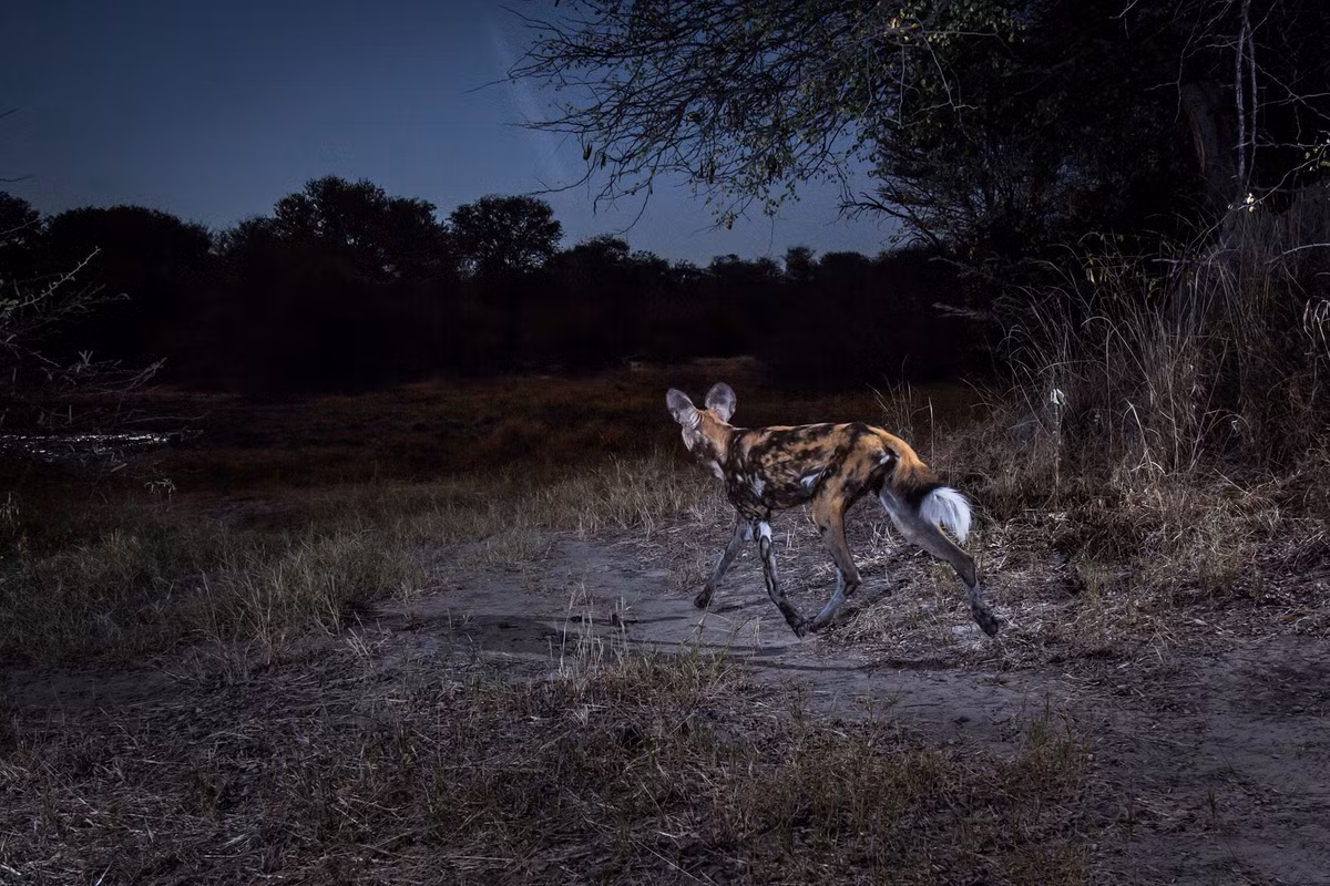 Trong thực tế, có cả những loài động vật hoang dã không thường xuyên săn đêm nhưng vẫn được các nhiếp ảnh gia ghi lại hoạt động trong khi bóng tối bao trùm. (Nguồn Sina)