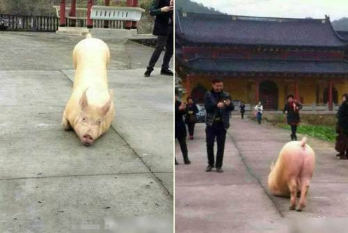 Thấy sự lạ, các nhà sư trong chùa đọc kinh và chấp nhận cho con lợn kỳ lạ "quy y". Tuy nhiên, sau khi chủ nhân của con lợn đến nơi, nó vẫn bị đưa vào lò mổ như bao đồng loại khác. (Nguồn Sina)