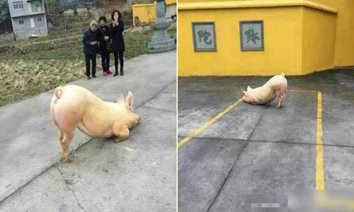 Bên cạnh đó, cũng có ý kiến cho rằng con lợn chỉ đơn giản là mắc phải chứng bệnh thiếu vitamin E, khiến thể chất không ổn định, cơ bắp không hoạt động tạm thời. (Nguồn Sina)