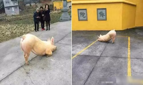 Bên cạnh đó, cũng có ý kiến cho rằng con lợn chỉ đơn giản là mắc phải chứng bệnh thiếu vitamin E, khiến thể chất không ổn định, cơ bắp không hoạt động tạm thời. (Nguồn Sina)