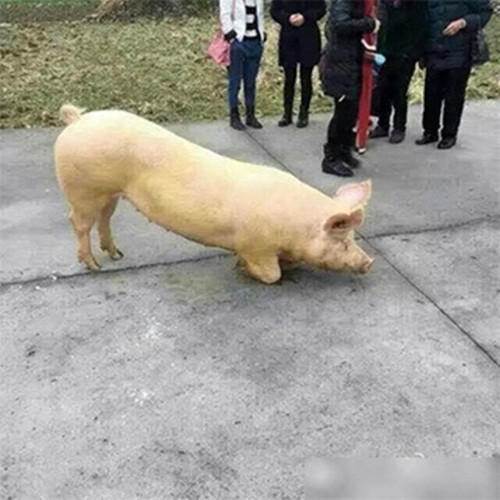 Được biết, chỉ sau khi đưa con lợn vào lò mổ, chủ nhân của con lợn mới biết rằng con lợn của mình có hành động quỳ trước cổng chùa xin "quy y". Ông vô cùng hối hận khi đã giết chết con lợn được coi là "hậu nhân của Trư Bát Giới". (Nguồn Sina)