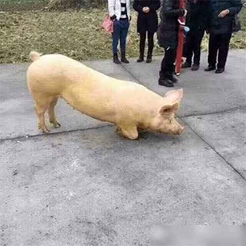 Được biết, chỉ sau khi đưa con lợn vào lò mổ, chủ nhân của con lợn mới biết rằng con lợn của mình có hành động quỳ trước cổng chùa xin "quy y". Ông vô cùng hối hận khi đã giết chết con lợn được coi là "hậu nhân của Trư Bát Giới". (Nguồn Sina)