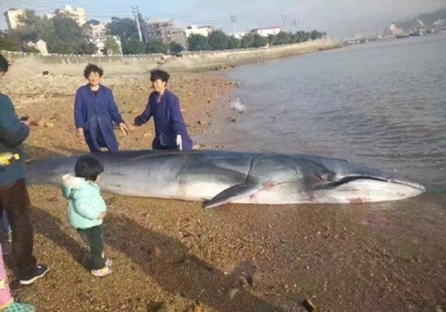Mới đây, ở vùng ven biển Động Đầu, Ôn Châu, Chiết Giang, Trung Quốc, ngư dân nơi đây đã bất ngờ phát hiện xác của một con cá voi chết thảm do dạt bờ, mắc cạn. (Nguồn Sina)