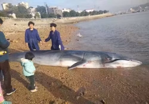 Mới đây, ở vùng ven biển Động Đầu, Ôn Châu, Chiết Giang, Trung Quốc, ngư dân nơi đây đã bất ngờ phát hiện xác của một con cá voi chết thảm do dạt bờ, mắc cạn. (Nguồn Sina)