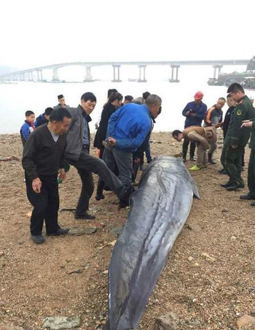 Theo quy định bảo vệ động vật hoang dã của chính phủ, khi vô tình bắt được cá voi quý hiếm, ngư dân phải phóng thích ngay, để loài động vật này được quay trở về môi trường sống. Trong trường hợp cá thể cá voi được phát hiện đã chết cũng phải báo cáo cho các phòng ban có liên quan để xử lý, không được tự ý buôn bán hay tiêu hủy. (Nguồn Sina)